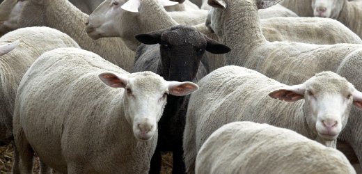 Ein schwarzes Schaf steht am Montag (22.01.01) in der Herde seiner Artgenossen in dem Betrieb der "Landwirtschaftlichen Produktions- und Vertriebsgesellschaft" (LPVG) in Muecheln. Am Wochenende wurde ein Rind aus dem 1012 Tiere umfassenden Bestand des Betriebes positiv auf BSE getestet. Am Mittwoch (24.01.01) wird das Ergebnis aus Tuebingen erwartet. Die Herde ist die bislang groesste in Deutschland betroffene. Foto: Peter Endig/ddp *** Local Caption *** 00058054